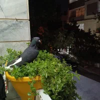 کبوتر