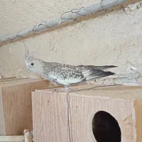 عروس هلندی ماده ایزبالا