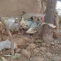 مرغ و خروس