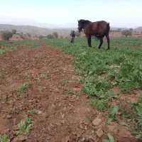 مون|اسب و تجهیزات اسب‌سواری|نورآباد, |دیوار