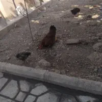 مرغ و جوجه