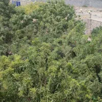 باغ فروشی مناسب