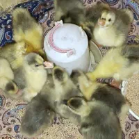جوجه غاز
