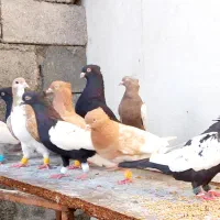 کفتر ارسال دارم