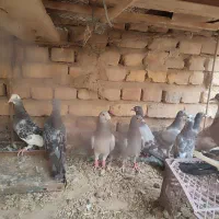 چند جفت کبوتر بیشترشون نر