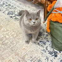 اسکاتیش بلو