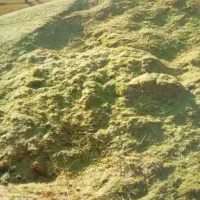 علف سوزه