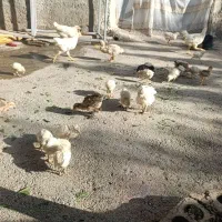 جوجه محلی و مصنوعی معاوضه باکشمش برنج وحبوبات