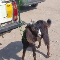 یک‌عددکهری‌نرچاق