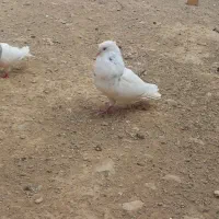 کبوتر