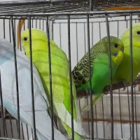 مرغ عشق دو رگه انگلیسی مولد