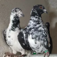 سوسکی و بزک