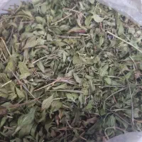 کاکوتی