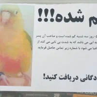 پرنده گمشده