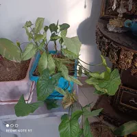 گل آپارتمانی
