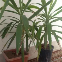 گل طبیعی زینتی وطبی