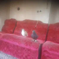 کفتر