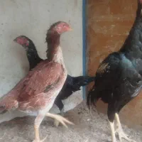 سه عددمرغ نسل دار