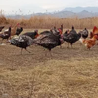 فروش 30عدد بوقلمون محلی