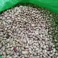 لوبیاعمده درجه یک بدون سودا ازکشاورز