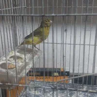 قناری ماده راه به راه ابلغ