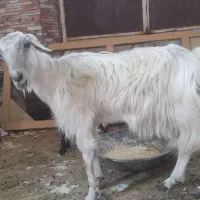 بز دورگه