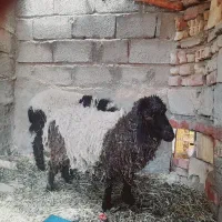 میش و بره نره
