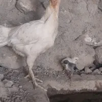 مرغ