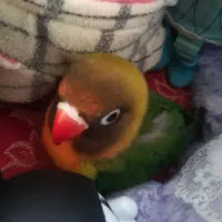 طوطی برزیلی نر