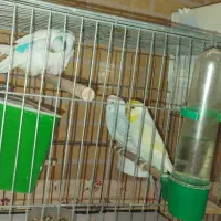 مرغ عشق معاوضه با مرغ و جوجه