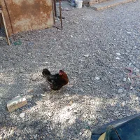 ۳ عدد مرغ خانگی ویکی لاری