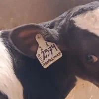 گاوداری صنعتی گوساله شیری وقطع شیر درجه یک