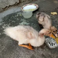 جوجه اردک ۴ ماهه
