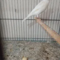 قناری خانگی مست مادگیر وجوجه سبز چمنی زیر قیمت