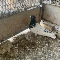 کبوتر کله دم سبز