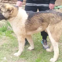 توله سرابی