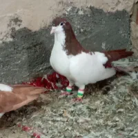 نروماده ساده