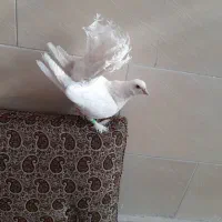 کبوتر دم چطری پا پر سینه لرزان