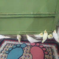 پرنده عروس هلندی