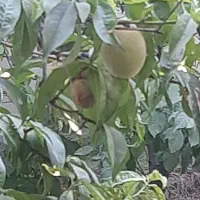 فروش باغ ویلا