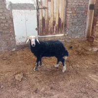 بره ماده