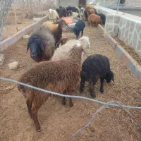 تعدای 11 میش با بره به همراه 20 عدد بره