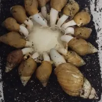 حلزون پرورشی
