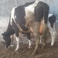 گاوشیری شکم دوم با گوساله نر شیر۱۴ک
