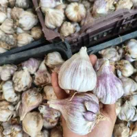 سیر بذری مناسب کشت پاییزه.