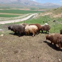 ۱۸کاوه|حیوانات مزرعه|دورود, |دیوار