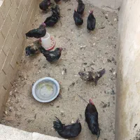 خروس ایام سمانی و بلک استار دورگ