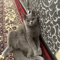 گربه بریتیش ۱ساله