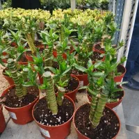 بامبو لوتوس۳شاخه