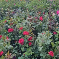 نهال فروشی تنهایی